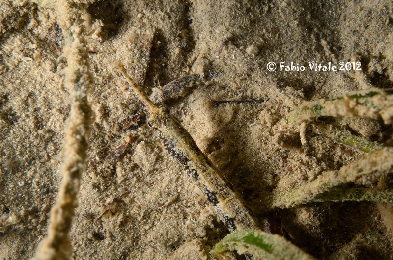 Syngnathus abaster e Syngnathus typhle